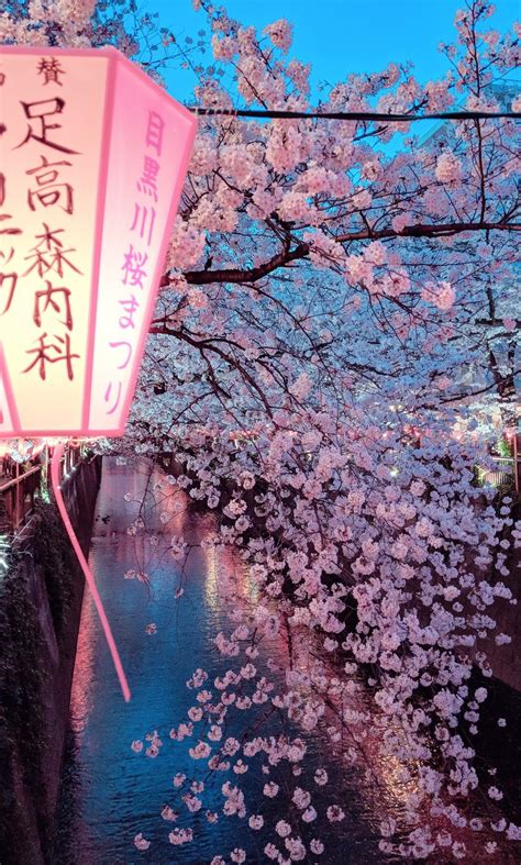 pinyreeltv|pinterest japan.